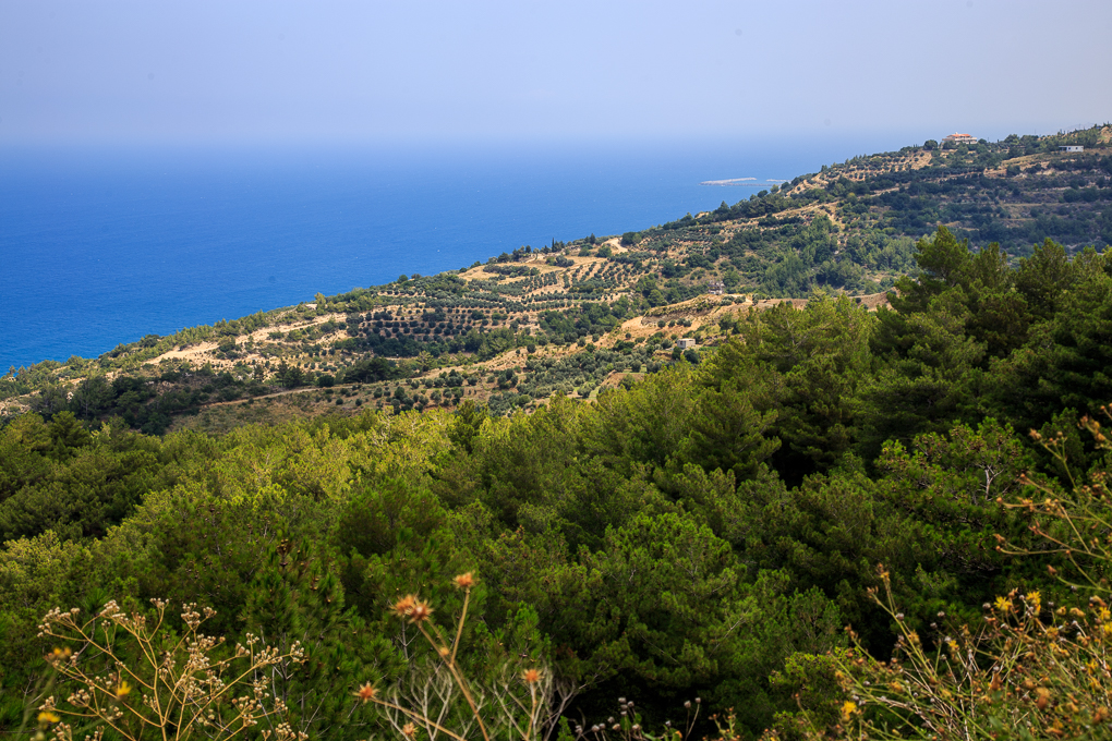 Cevlik